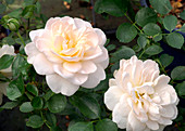 Miniature rose (Rosa 'Crystal Palace')
