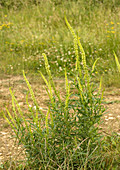 Weld (Reseda luteola)