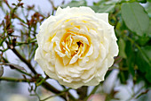 Hybrid tea rose (Rosa 'Glorius')