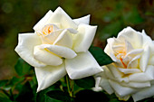 Hybrid tea rose (Rosa 'Henri Salvador')