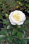 Rose (Rosa 'Husky')