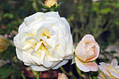 Rose (Rosa 'Hyde Park')