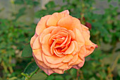 Rose (Rosa 'Jolie Mome')