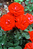Red roses (Rosa 'Invincible')