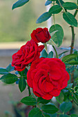 Miniature rose (Rosa 'Arrow')