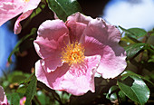 Pink cherokee rose (Rosa 'Anemone')
