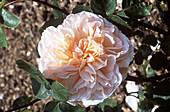 Rose (Rosa 'Evelyn')