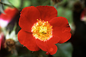 Rose (Rosa 'Eye Paint')