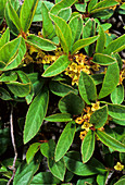 Buckthorn (Rhamnus pumilus)