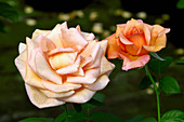 Hybrid tea rose (Rosa 'Lolita')