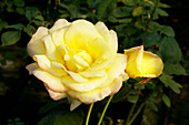 Hybrid tea rose (Rosa 'Mon Cheri')