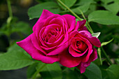 Hybrid tea rose (Rosa 'Parfum d'Armor')