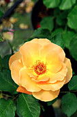 Floribunda rose (Rosa 'New Year')