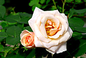Floribunda rose (Rosa 'Pretty Lady')
