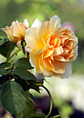 Shrub rose (Rosa 'Pegasus')