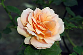 Miniature rose (Rosa 'Meillandina Peach')