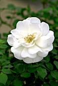 Miniature rose (Rosa 'Patiohit Snow')