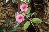 Rhododendron leptanthum
