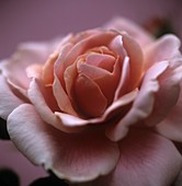 Rose (Rosa sp.)