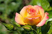Rose (Rosa 'Solitaire')