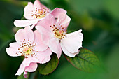 Rose flowers (Rosa hybrid)