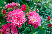 Rose (Rosa 'Kathleen Ferrier')
