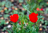 Spotted asian poppy (Roemaria refracta)