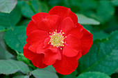 Floribunda rose (Rosa 'Cycloon')