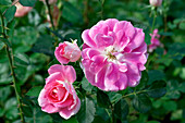 Floribunda roses (Rosa 'Dynastie')
