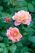 Floribunda roses (Rosa 'Marie Curie')
