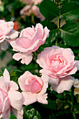 Floribunda roses (Rosa 'Petit Trianon')