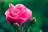 Rose (Rosa sp.)