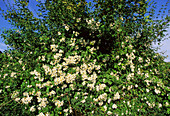 Evergreen roses (Rosa sempervirens)
