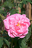 Bourbon rose (Rosa 'Hofgartner Kalb')