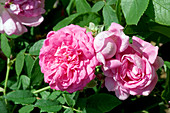 Damask rose (Rosa x damascena 'Ispahan')