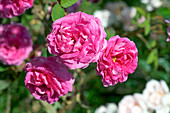 Moss rose (Rosa 'Marechal Devoust')