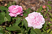 Rose (Rosa x damascena 'Jaques Cartier')
