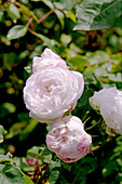 Noisette rose (Rosa 'Marie Accary')