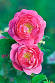 Moss rose (Rosa 'Baron de Wassenaer')