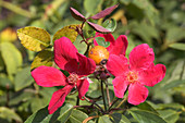 Bermuda China rose (Rosa 'Emmie Grey')