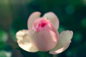 Rose bud (Rosa sp.)