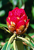 Rhododendron barbatum bud