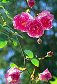 Rose (Rosa 'Debutante')