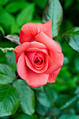 Rose (Rosa 'Piccolo')