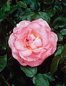 Rosa 'Paul Shirville'