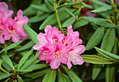 Rhododendron pulcherrimum