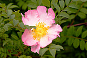 Rose (Rosa roxburghii)