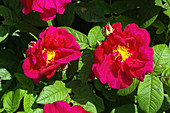 Roses (Rosa gallica var. officinalis)
