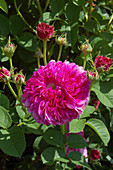 Roses (Rosa 'Duc de Cambridge')
