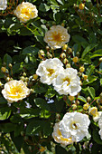 Rambler rose (Rosa 'Goldfinch')